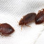 Bed Bugs