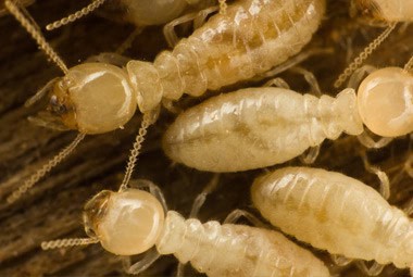 Termites