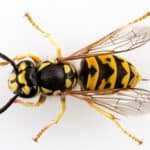 Wasps