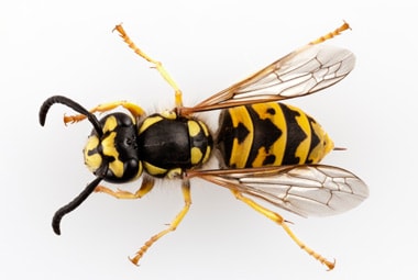 Wasps